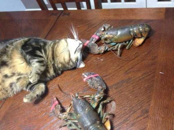 klyker funny picdump 18 1 600x450 Klyker Picdump (128 photos)