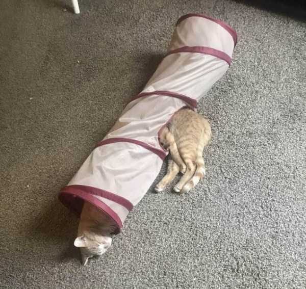 klyker funny picdump 41 1 600x567 Klyker Picdump (128 photos)