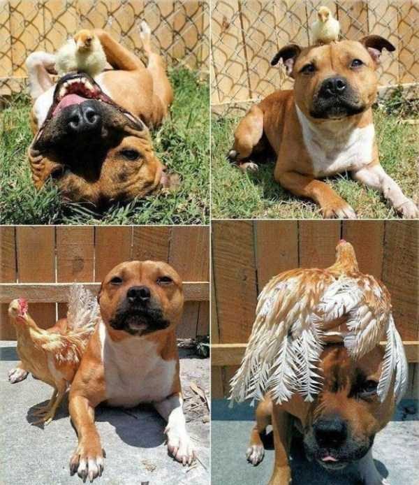 klyker funny picdump 90 16 600x694 Klyker Picdump (123 photos)