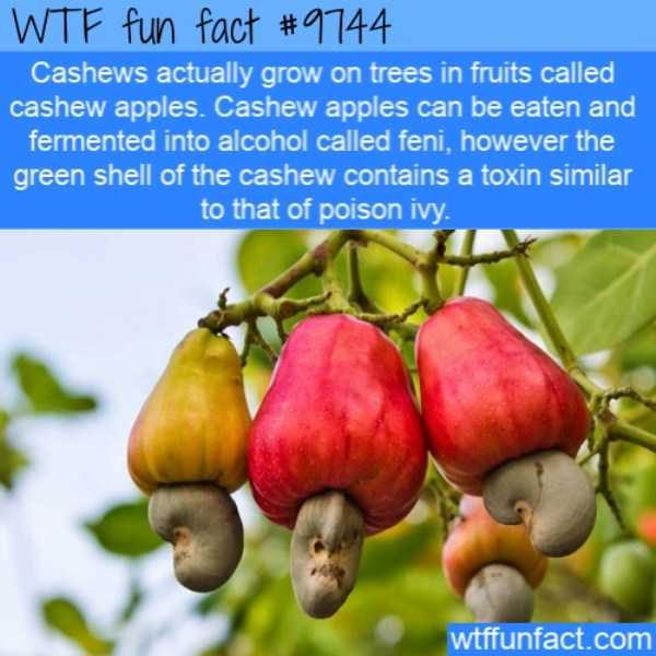 It’s Time For Some Cool And Interesting Facts – Part 95 (79 photos)