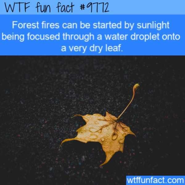 It’s Time For Some Cool And Interesting Facts – Part 98 (59 photos)