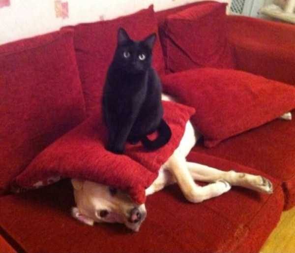 Get Ready For Funny Animals – Part 54 (46 photos)