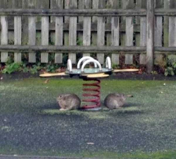 Meanwhile in Scotland (38 photos)