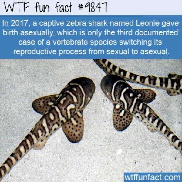 It’s Time For Some Cool And Interesting Facts – Part 103 (58 photos)