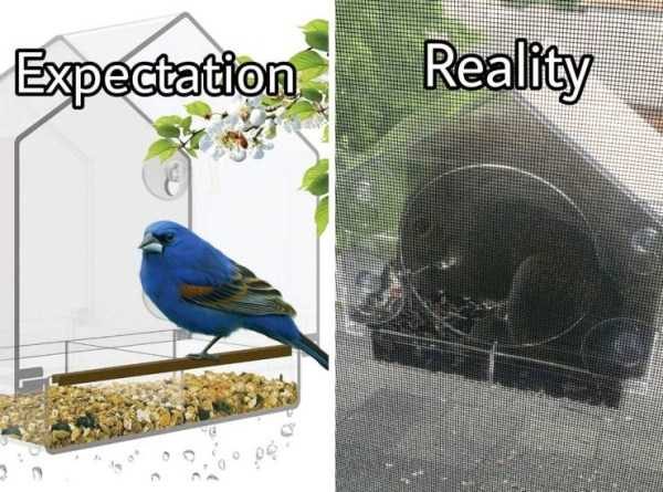 Expectation Vs. Reality (51 photos)