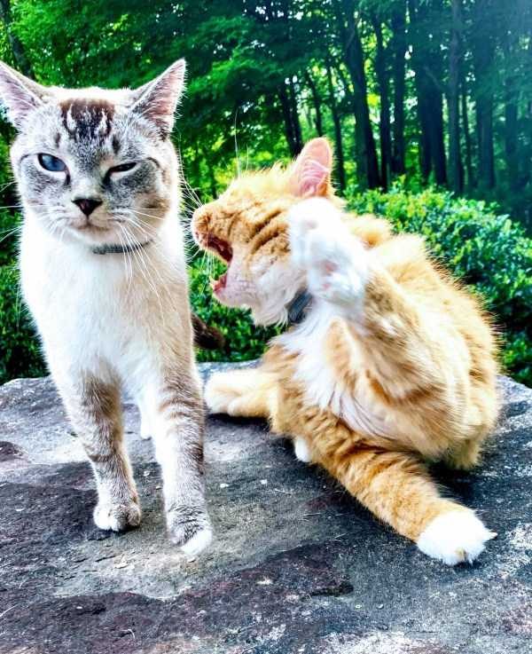 klyker funny picdump 103 4 600x737 Klyker Picdump (111 photos)