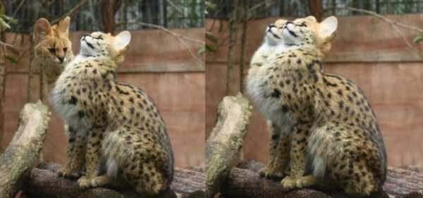 klyker funny picdump 37 6 600x281 Klyker Picdump (111 photos)