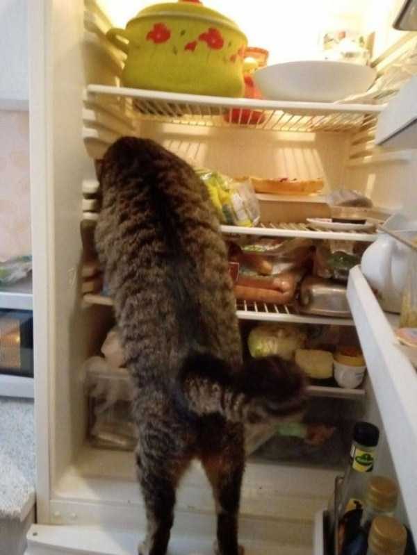 klyker funny picdump 44 20 600x799 Klyker Picdump (99 photos)