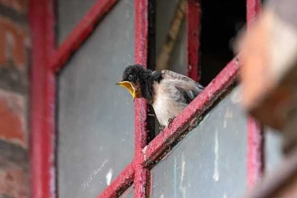 klyker funny picdump 71 6 600x400 Klyker Picdump (111 photos)