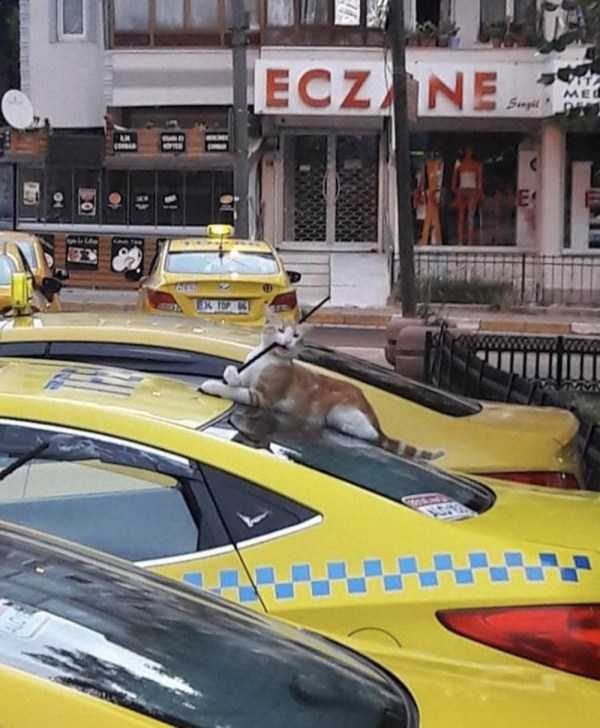 klyker funny picdump 88 6 600x728 Klyker Picdump (111 photos)