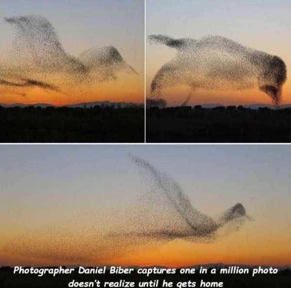 48 Random Pictures With Captions (48 photos)