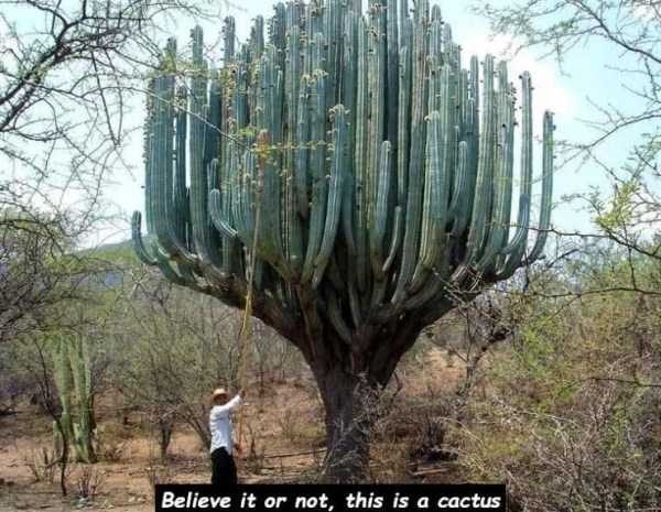 48 Random Pictures With Captions (48 photos)