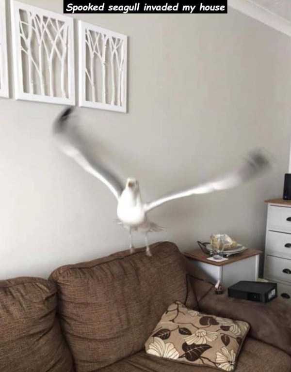 48 Random Pictures With Captions (48 photos)