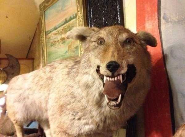 bad taxidermy 18 600x446 WTF Taxidermy (26 photos)