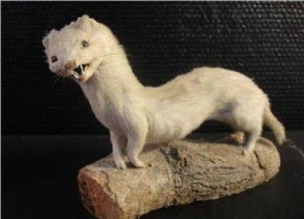 bad taxidermy 7 600x432 WTF Taxidermy (26 photos)