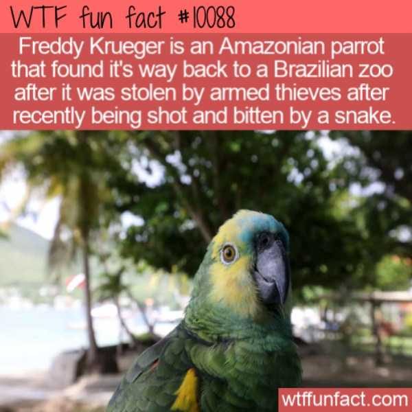 It’s Time For Some Cool And Interesting Facts – Part 122 (54 photos)