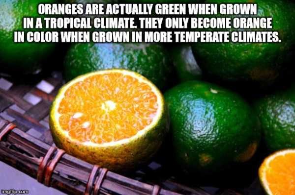 It’s Time For Some Cool And Interesting Facts – Part 125 (47 photos)