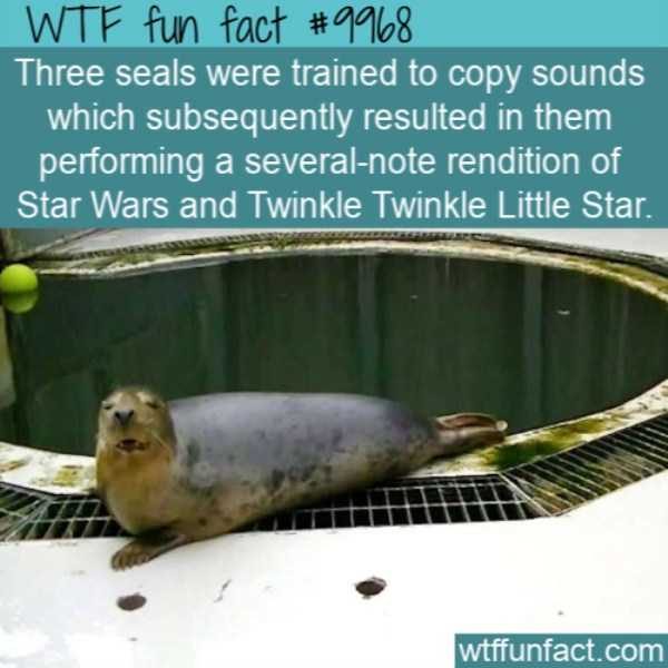 fun trivia 4 1 600x600 It’s Time For Some Cool And Interesting Facts – Part 124 (54 photos)