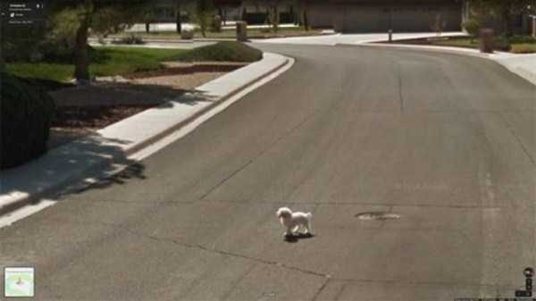 wtf things found on google maps 11 600x337
