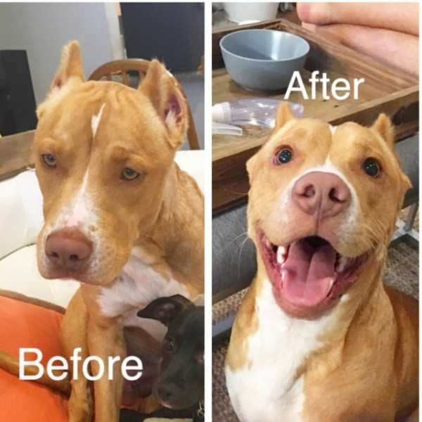 dogs before after adoption 1 600x600