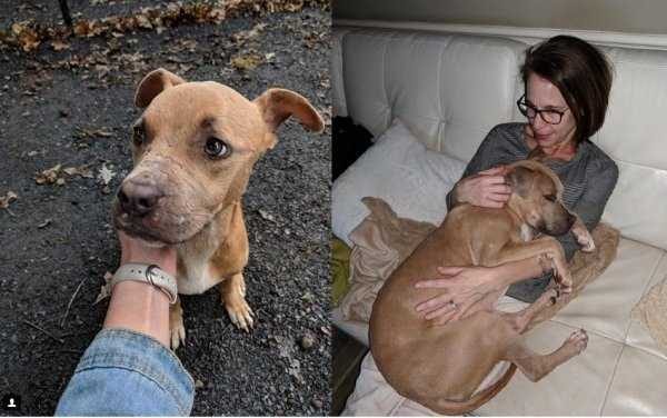 33 Adorable Dogs Who Received A Second Chance (33 photos)