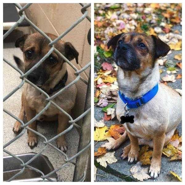 dogs before after adoption 20 600x600
