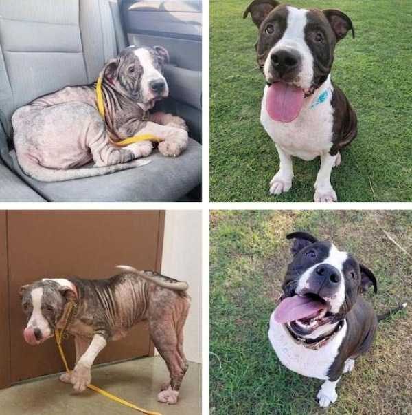 dogs before after adoption 25 600x603