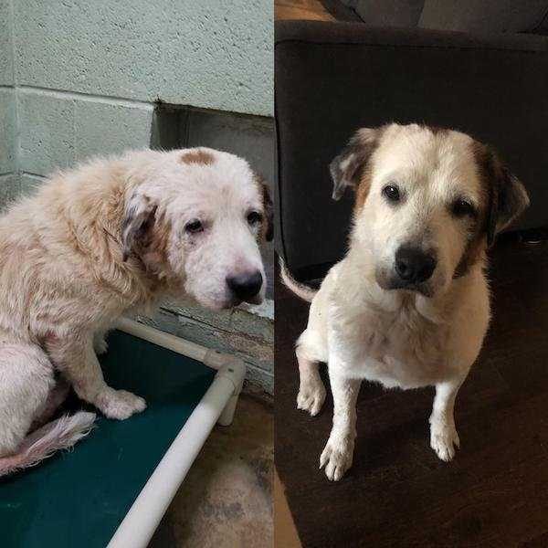 33 Adorable Dogs Who Received A Second Chance (33 photos)