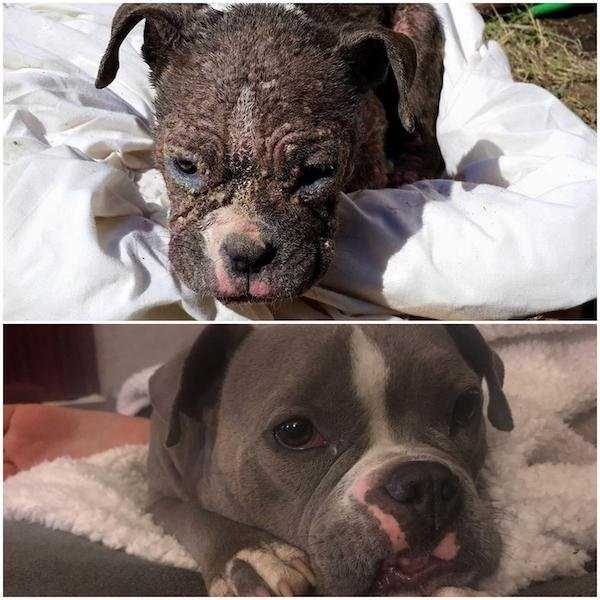 dogs before after adoption 30 600x600