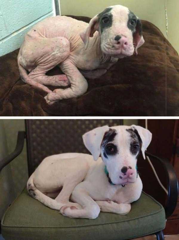 dogs before after adoption 5 600x803