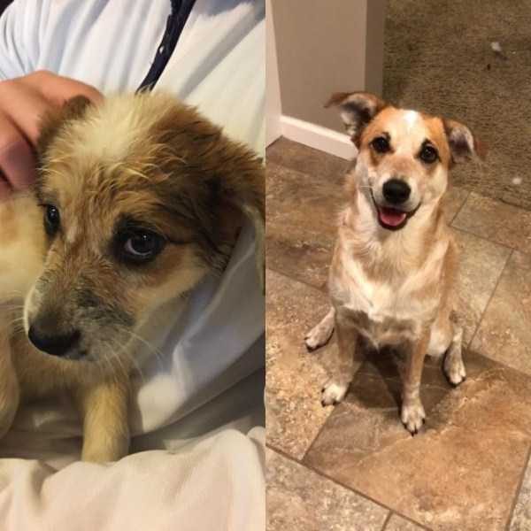 dogs before after adoption 6 600x600