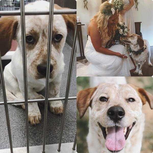 dogs before after adoption 8 600x600