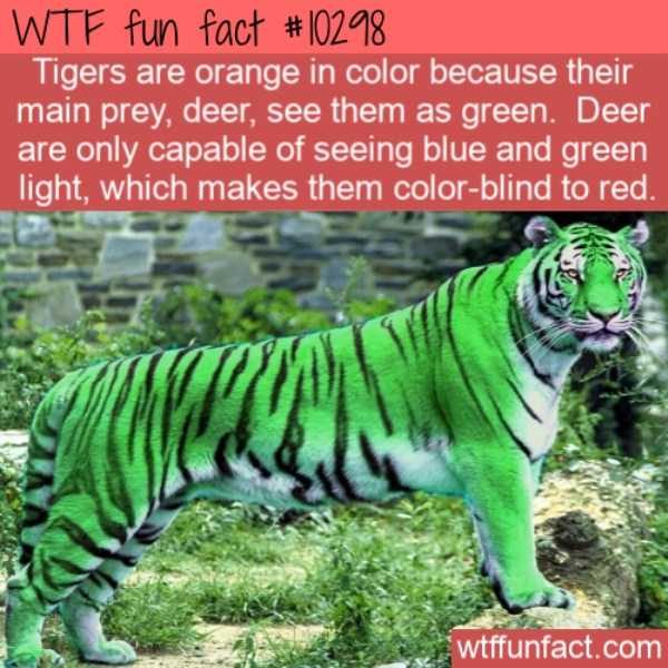 It’s Time For Some Cool And Interesting Facts – Part 136 (43 photos)