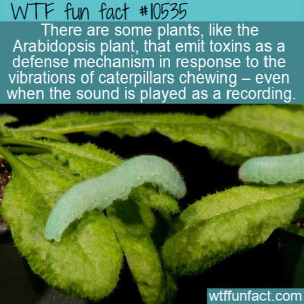 It’s Time For Some Cool And Interesting Facts – Part 153 (39 photos)