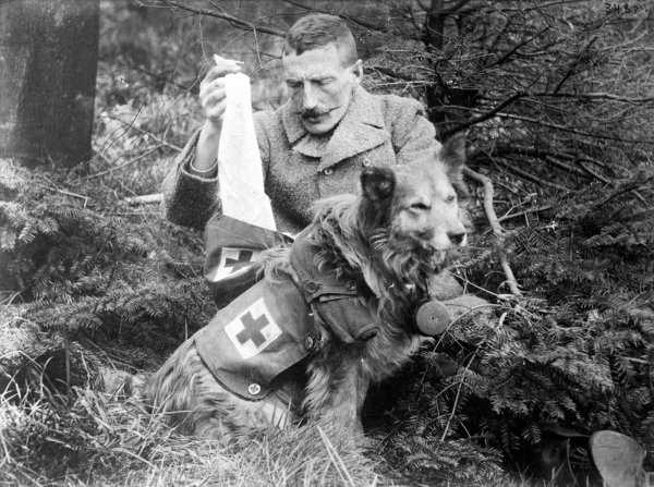 Military Dogs Of WWI And WWII (34 photos)