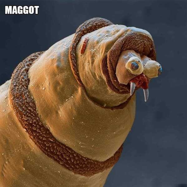 creatures under microscope 14