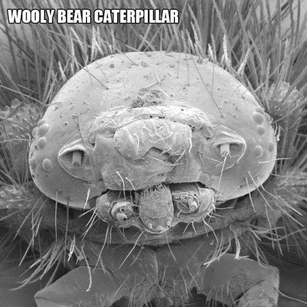 20 Tiny Creatures Under The Microscope (20 photos)