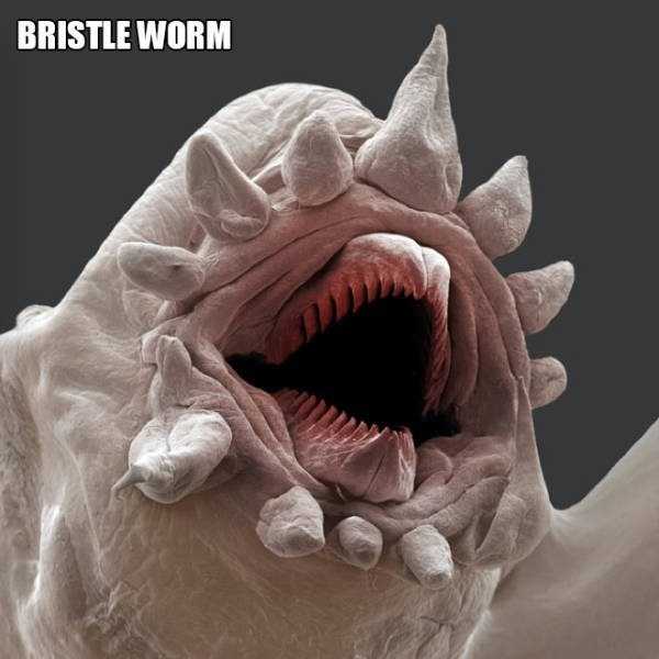creatures under microscope 18