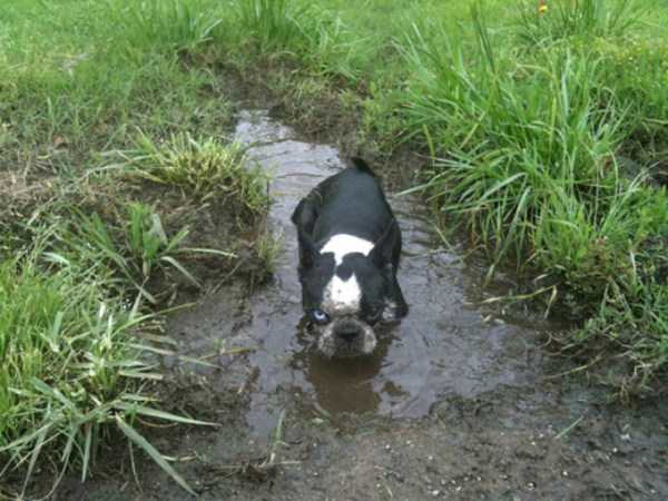 dogs in mud 11