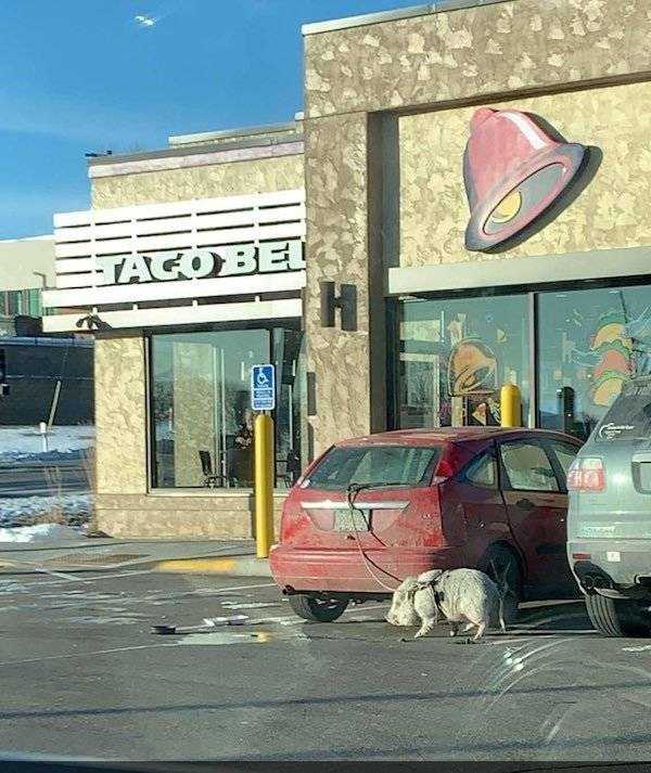 Meanwhile In America (53 photos)
