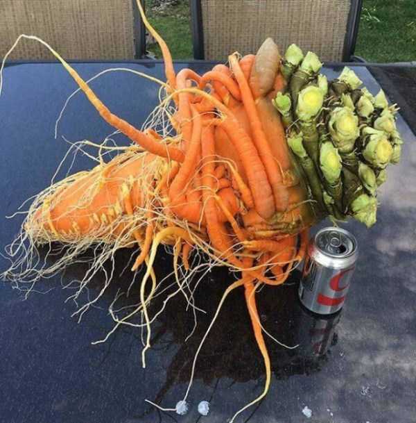 giant foods 6 Unusually Large Foods (44 photos)