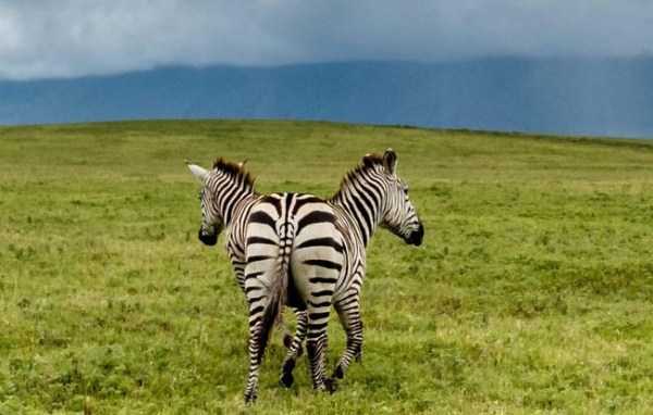 Just Look Twice (32 photos)