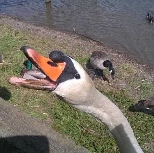 Just Look Twice (32 photos)