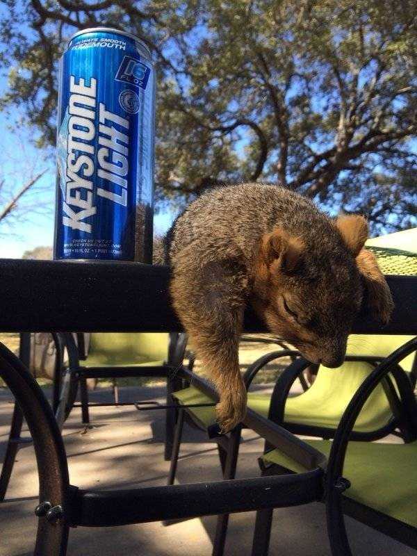 funny animals 7 Get Ready For Funny Animals – Part 129 (38 photos)