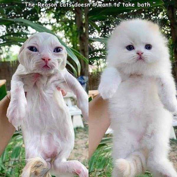 44 Random Pictures With Captions (44 photos)