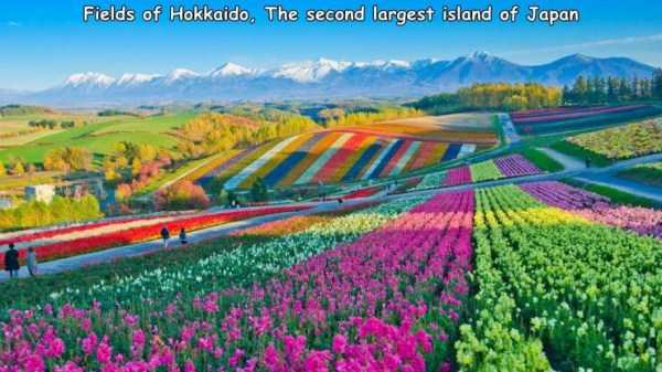 44 Random Pictures With Captions (44 photos)