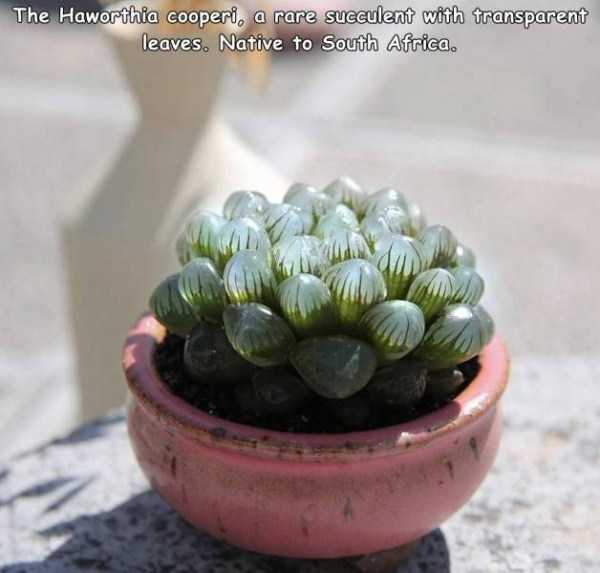 44 Random Pictures With Captions (44 photos)