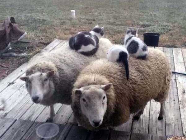 klyker funny picdump 23 Klyker Picdump (61 photos)