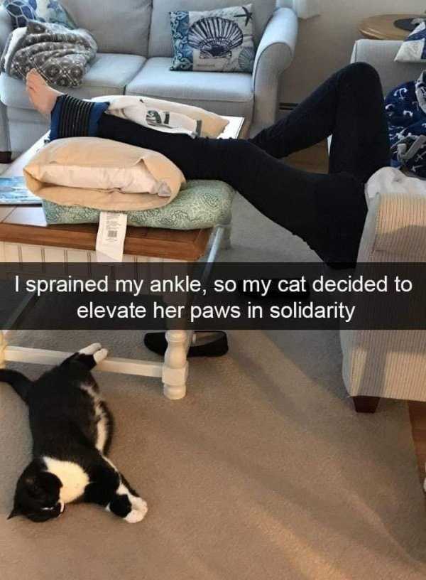funny animals pets 26 1 Get Ready For Funny Animals – Part 137 (41 photos)
