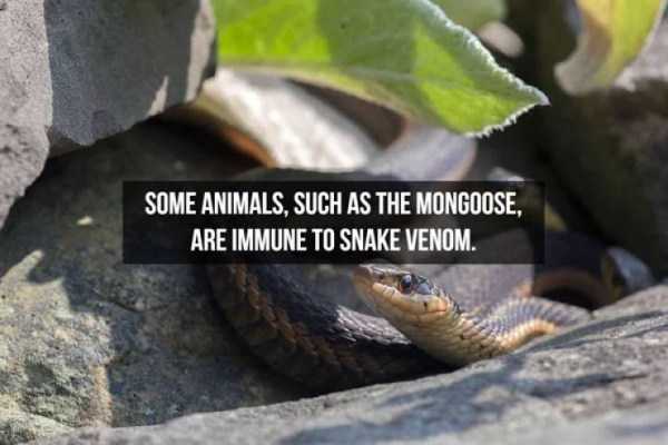 20 Interesting Facts About Snakes (20 photos)